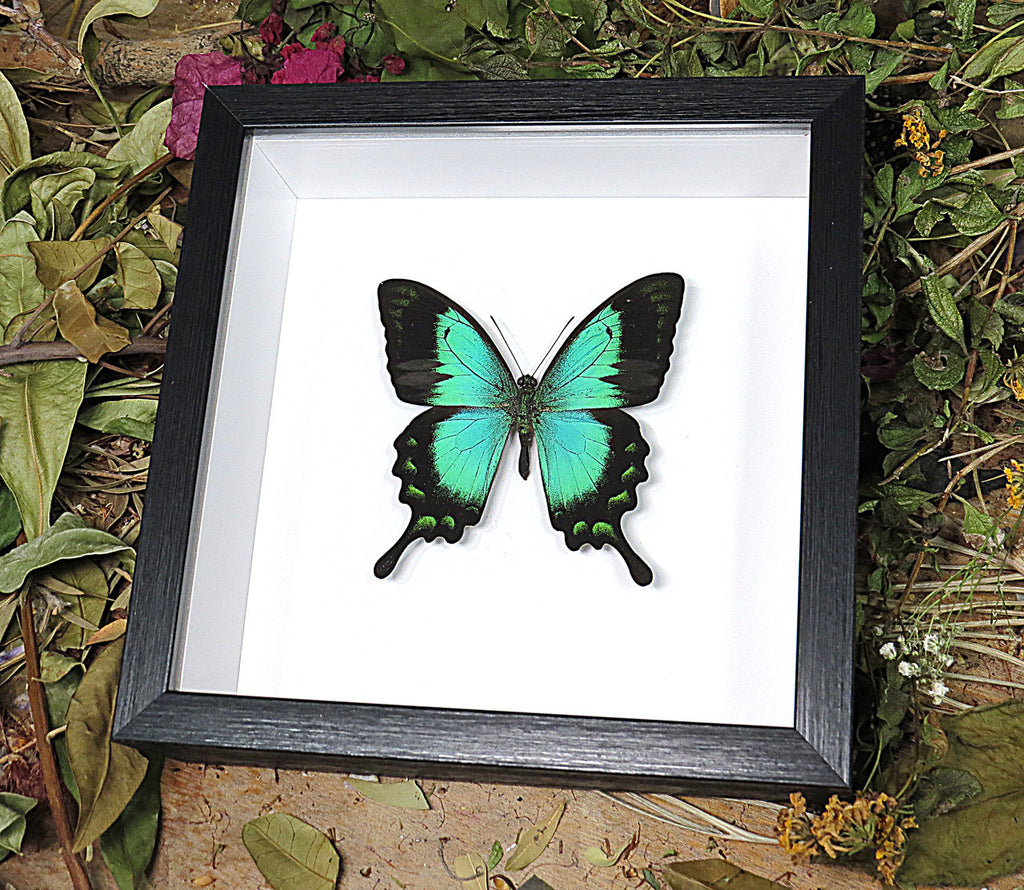 Papilio lorquinianus 