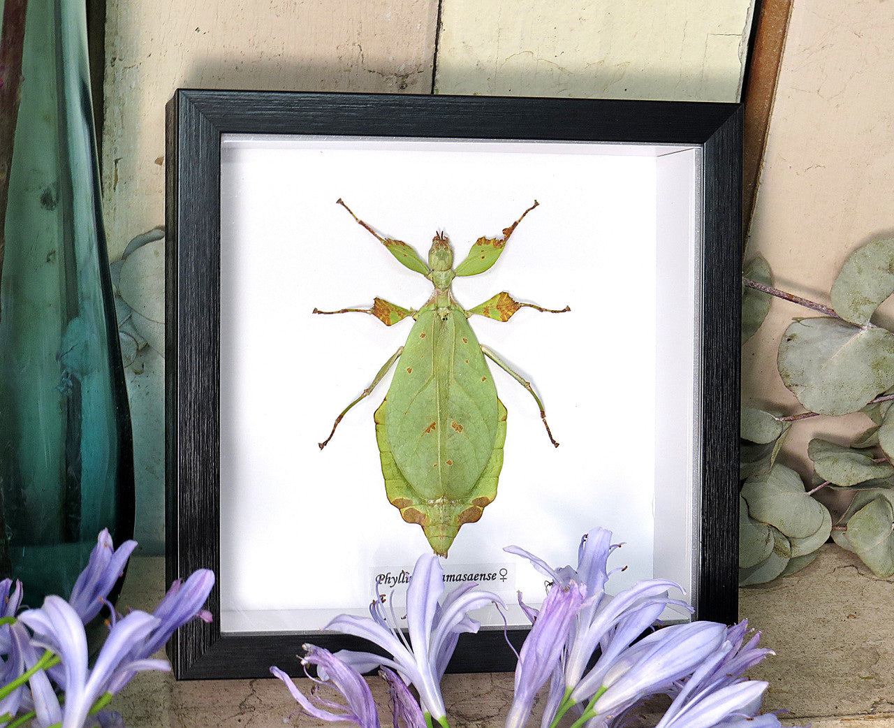 Phyllium mamasaense