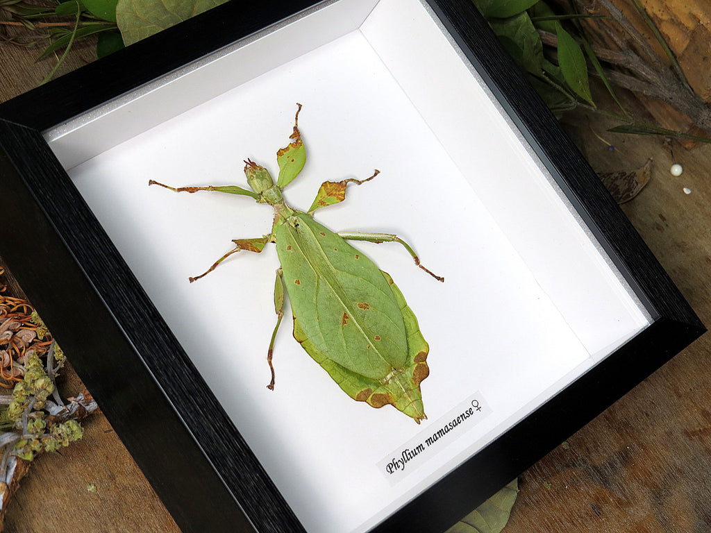 Phyllium mamasaense