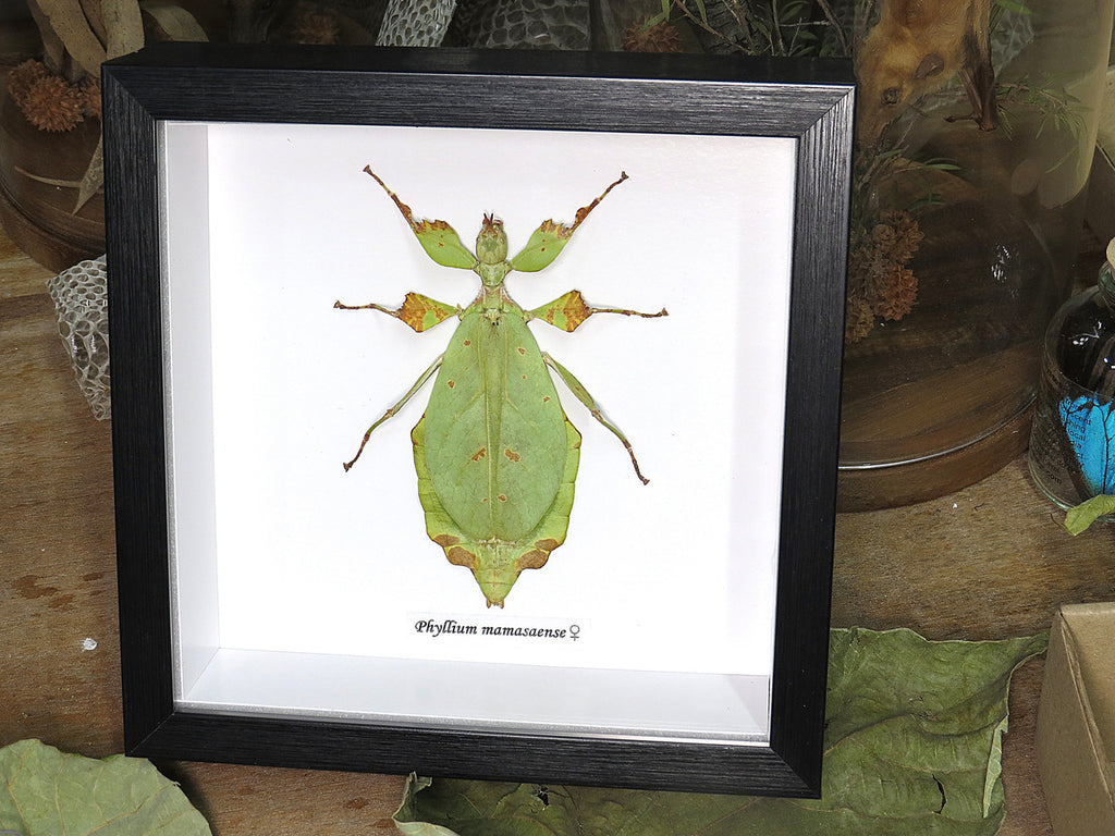Phyllium mamasaense