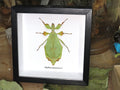 Phyllium mamasaense