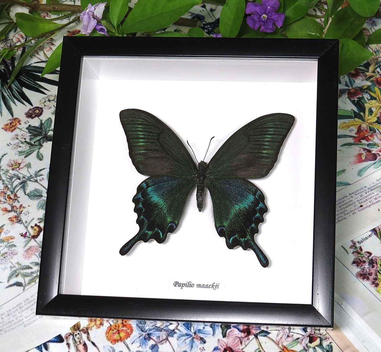 Papilio maackii