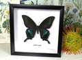 Papilio maackii