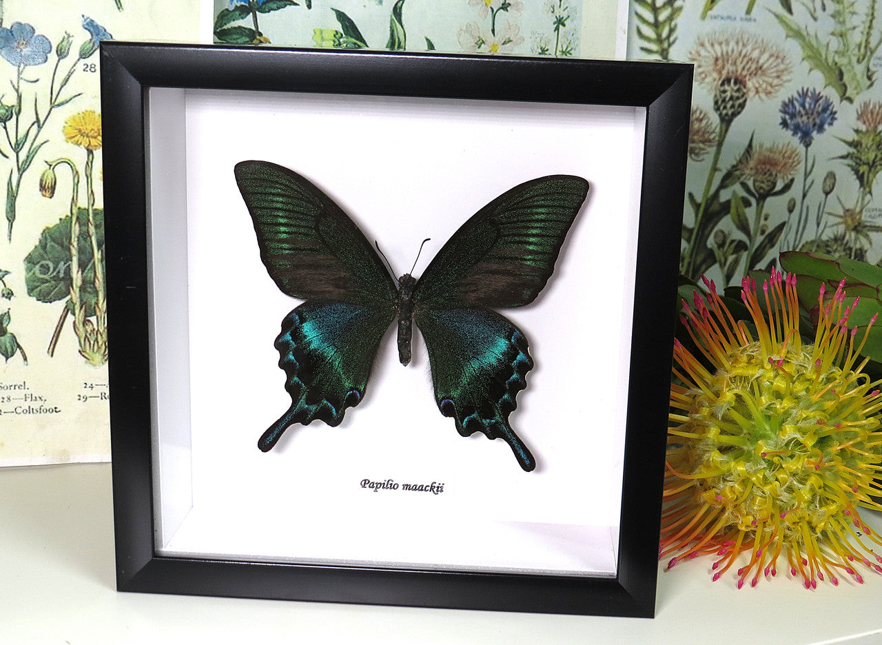 Papilio maackii