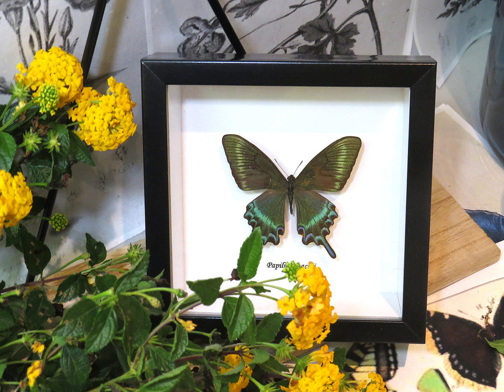 Papilio maackii 