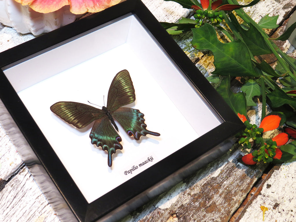Papilio maackii 