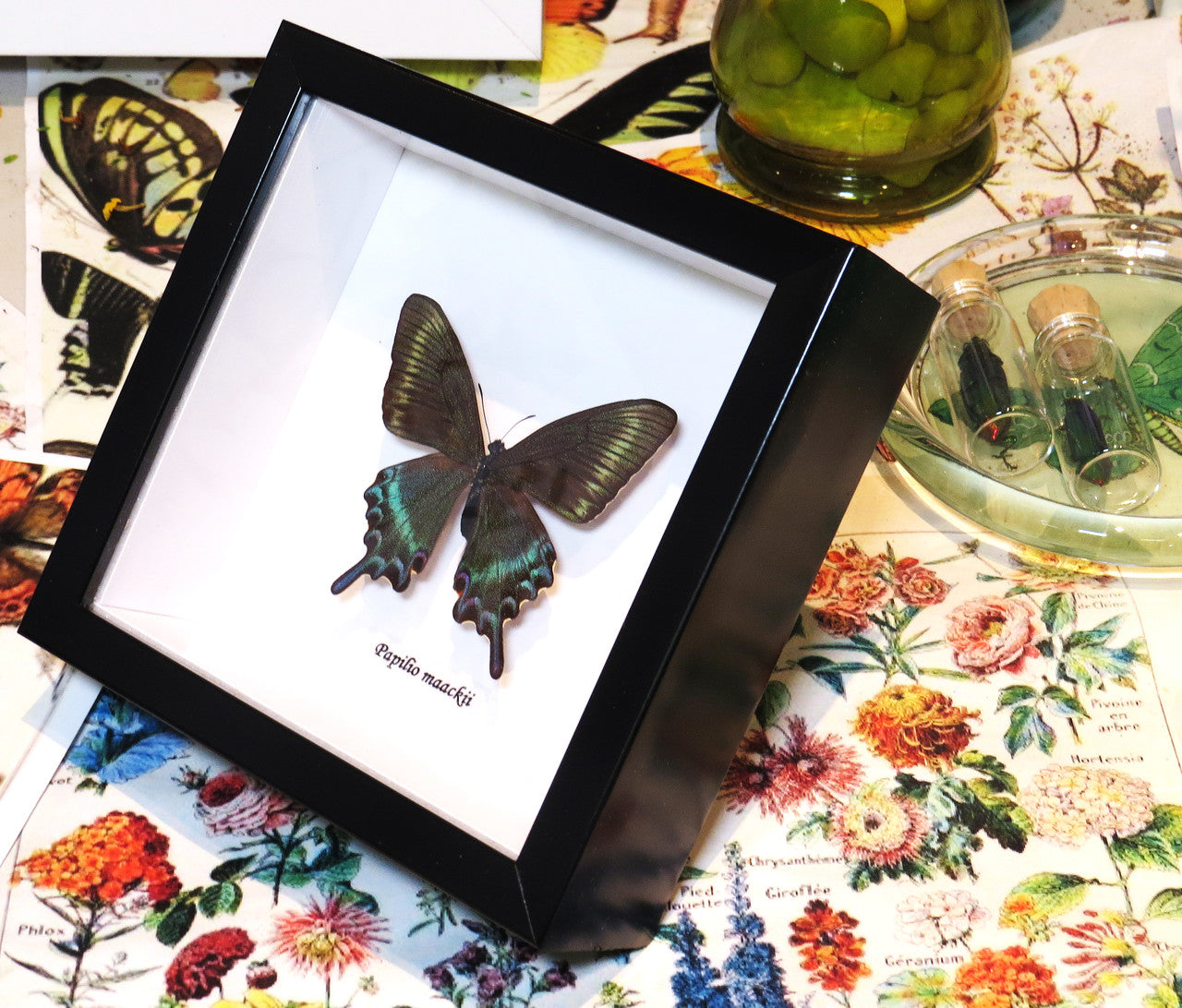 Papilio maackii 