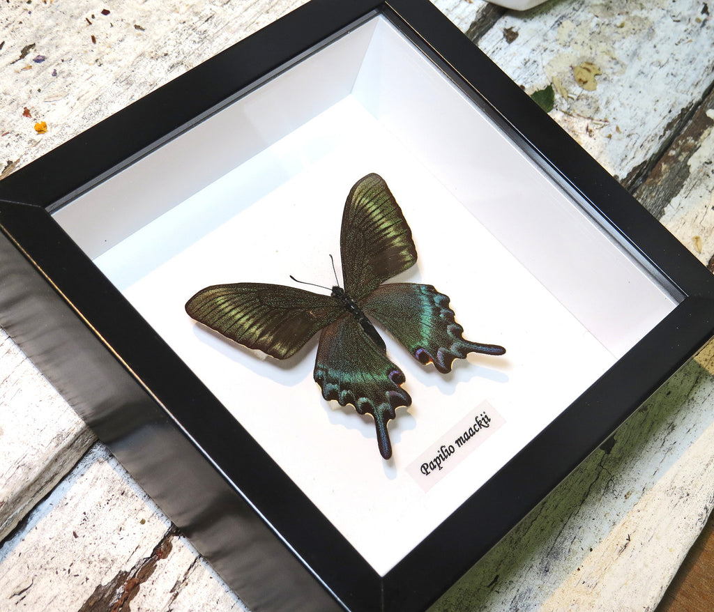 Papilio maackii 