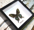 Papilio maackii 