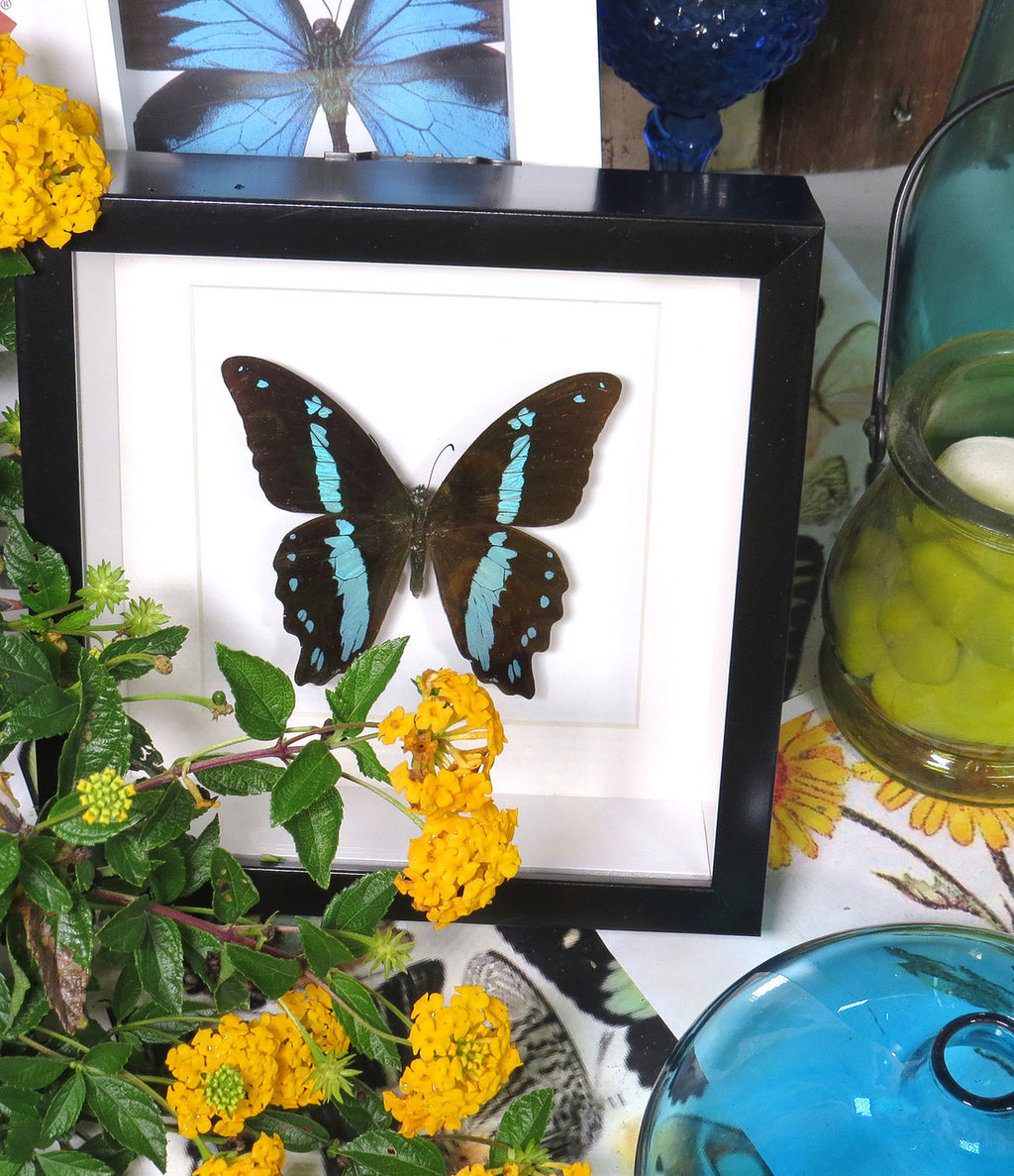 Papilio nireus