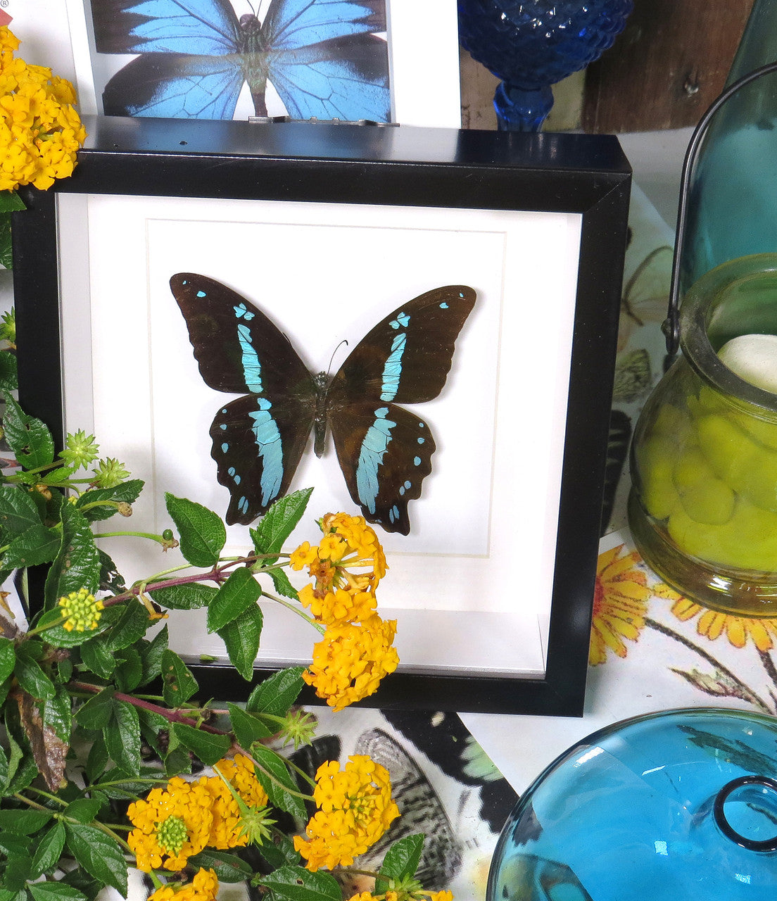 Papilio nireus