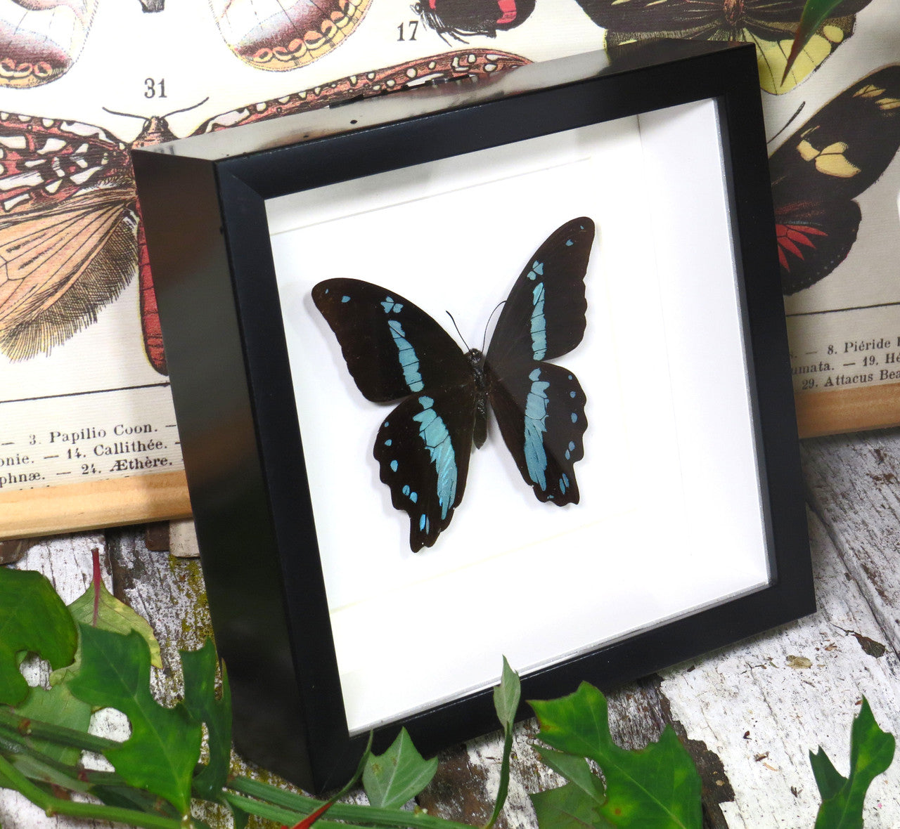 Papilio nireus