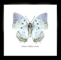 Polyura delphis concha