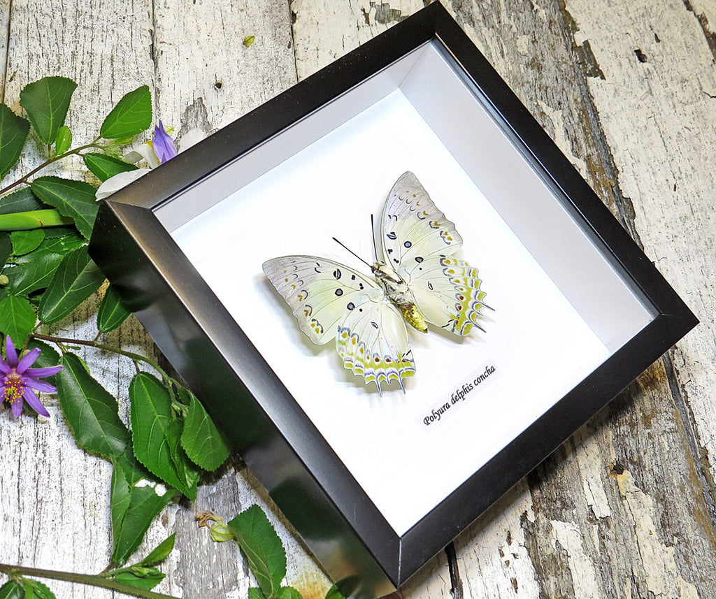 Polyura delphis concha