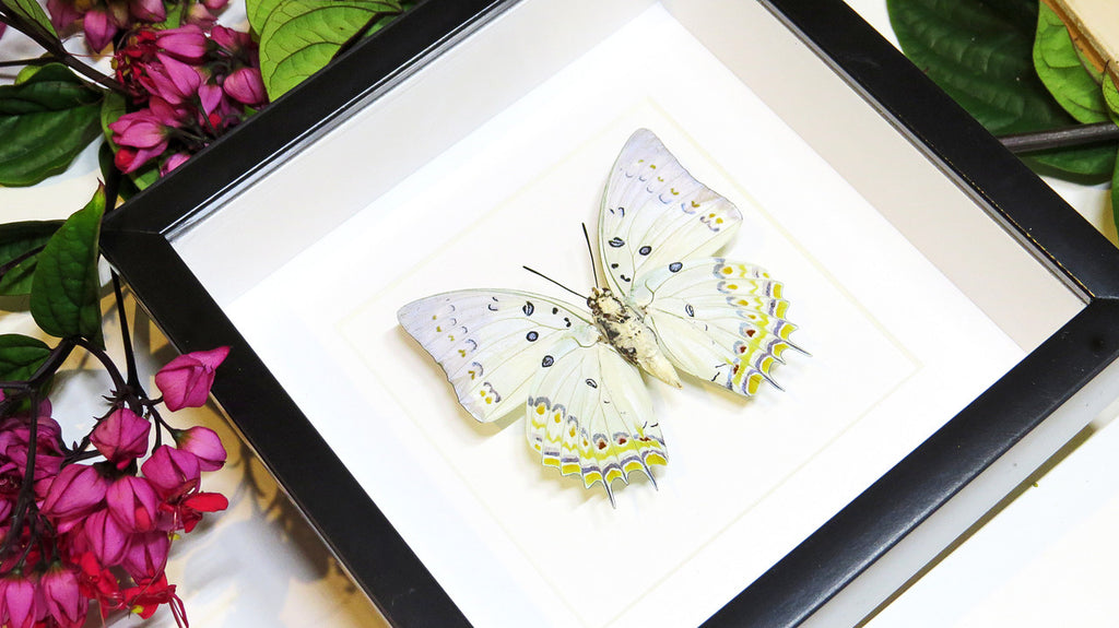 Framed butterfly collection Bits and Bugs Polyura delphis concha