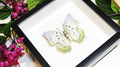 Framed butterfly collection Bits and Bugs Polyura delphis concha