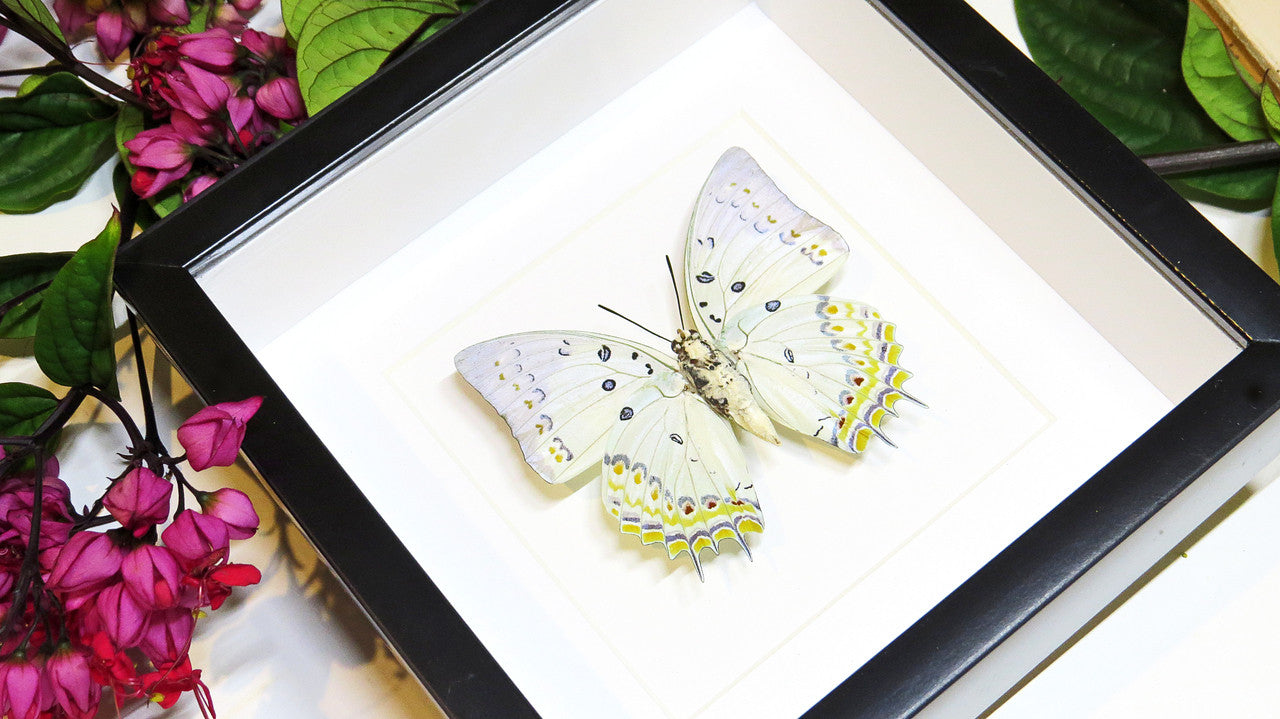 Framed butterfly collection Bits and Bugs Polyura delphis concha