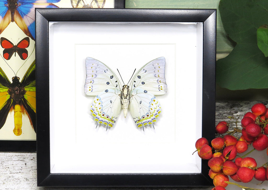 Framed butterfly collection Bits and Bugs Polyura delphis concha