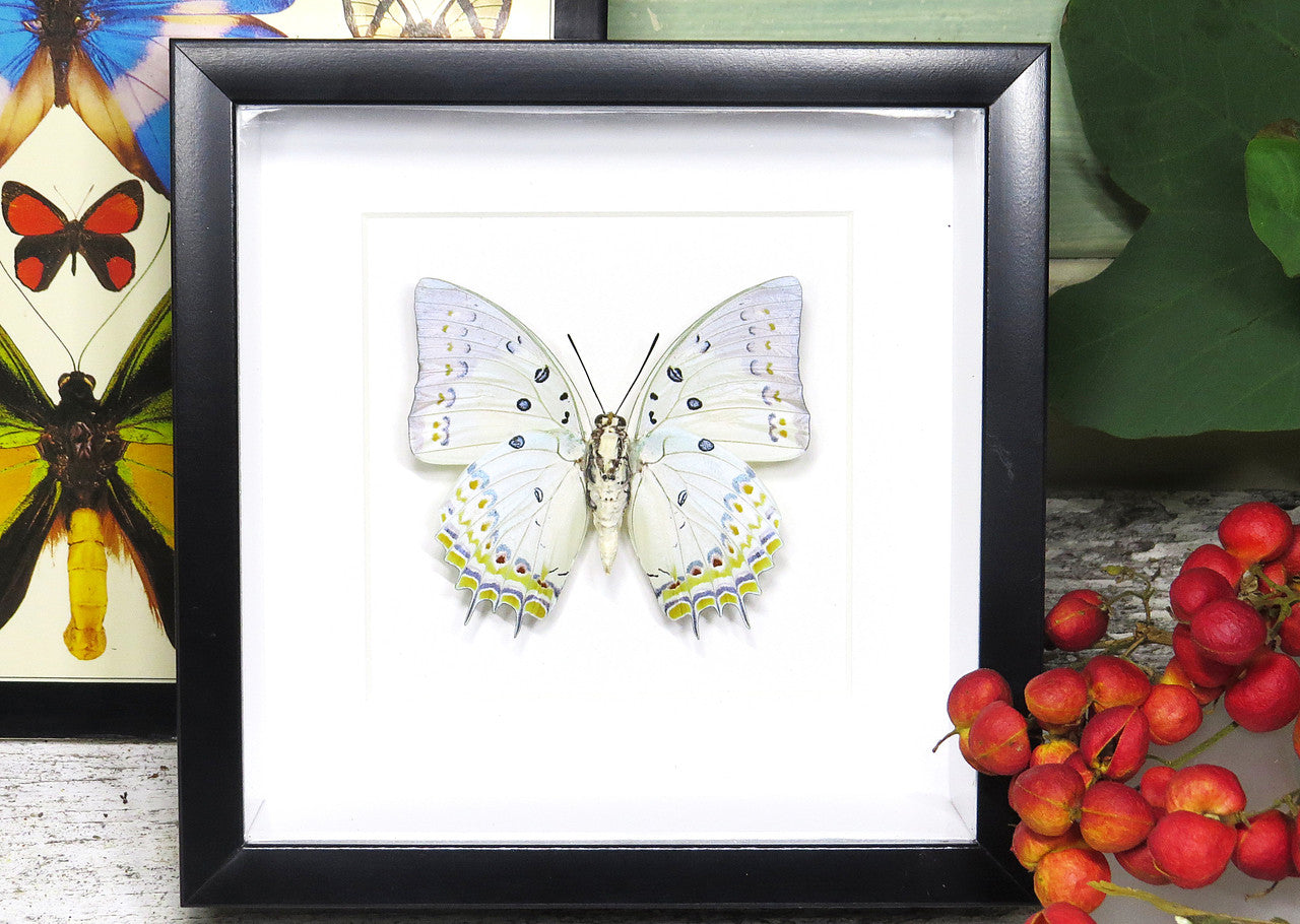 Framed butterfly collection Bits and Bugs Polyura delphis concha