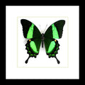 Papilio palinurus Bits & Bugs 