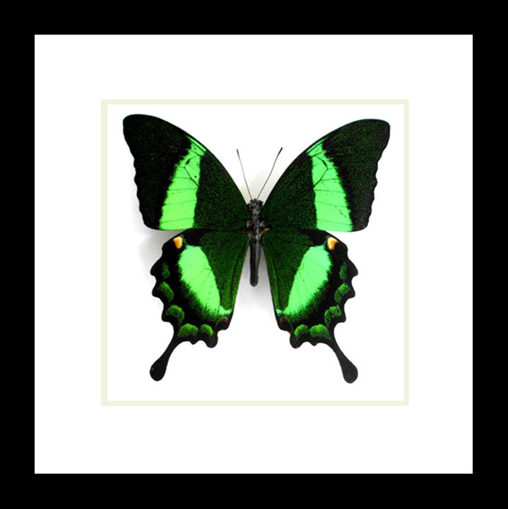Papilio palinurus Bits & Bugs 