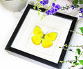 yellow lepidoptera Phoebis philea butterfly bitsandbugs