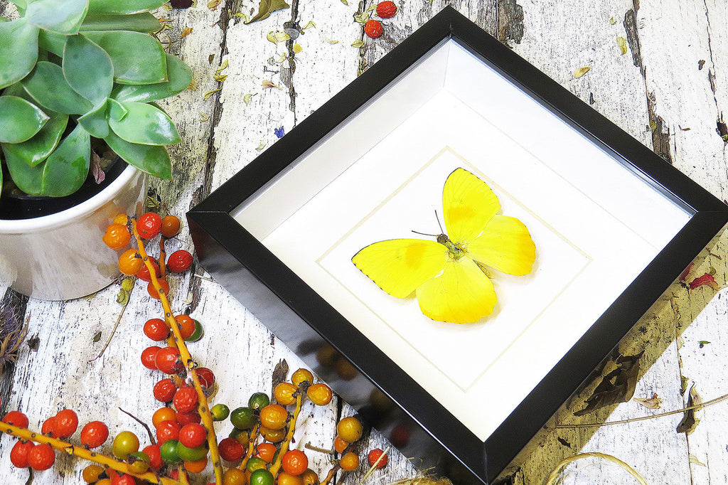 yellow lepidoptera Phoebis philea butterfly bitsandbugs