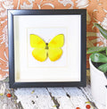 yellow lepidoptera Phoebis philea butterfly bitsandbugs