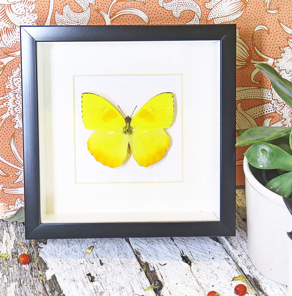 yellow lepidoptera Phoebis philea butterfly bitsandbugs