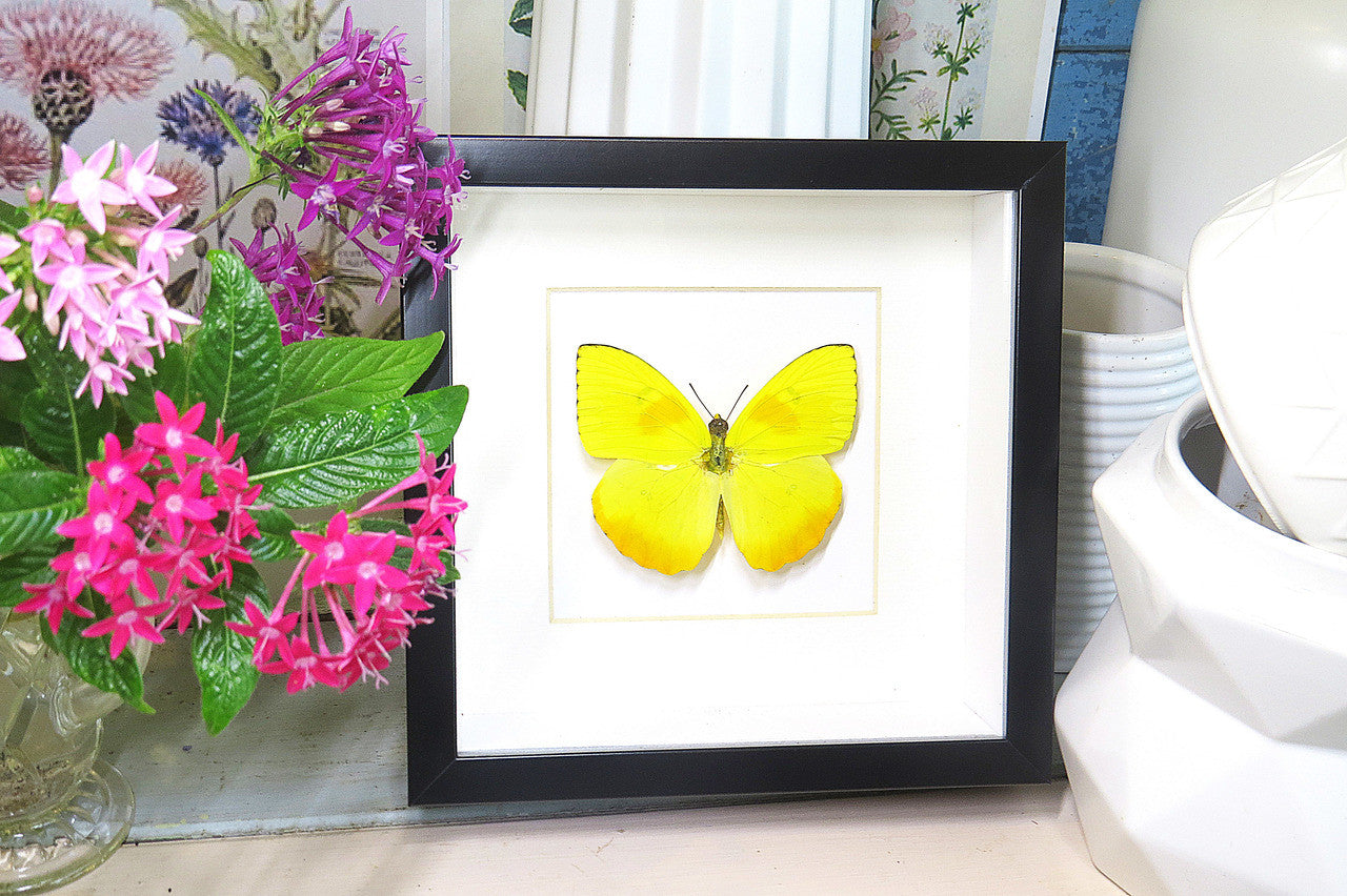 yellow lepidoptera Phoebis philea butterfly bitsandbugs