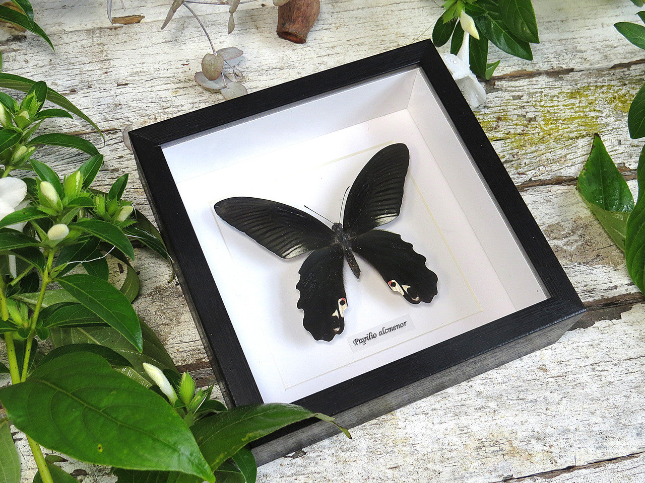 Papilio alcmenor