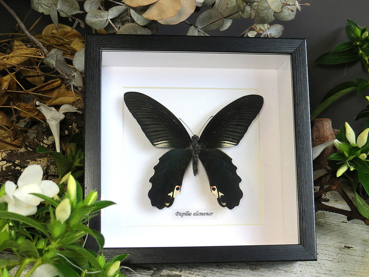 Papilio alcmenor