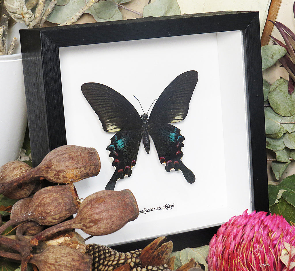  Papilio polyctor stockleyi