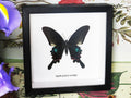  Papilio polyctor stockleyi
