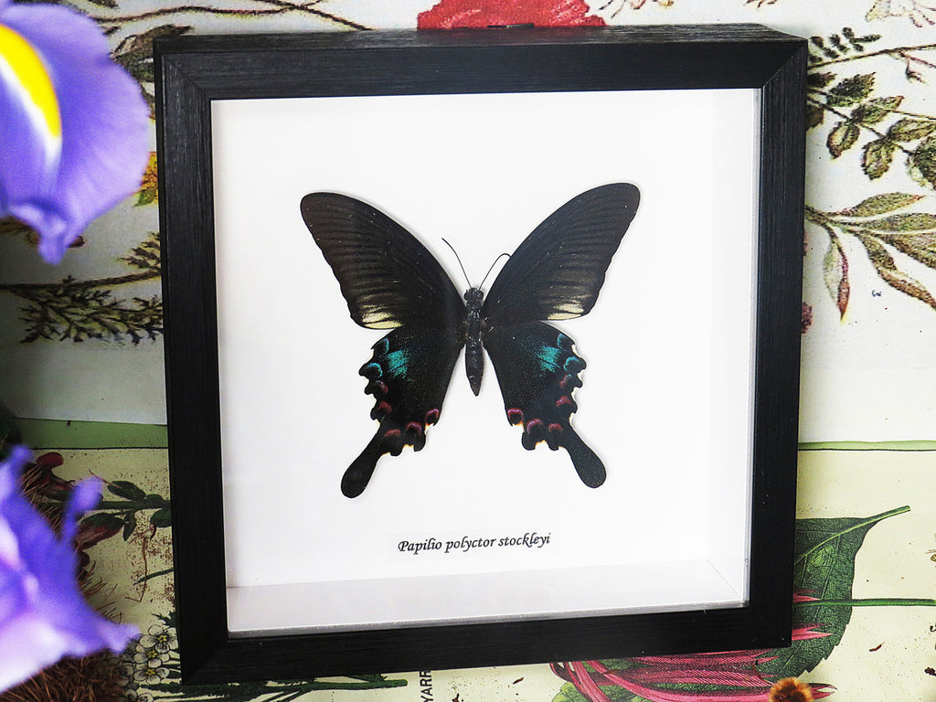  Papilio polyctor stockleyi