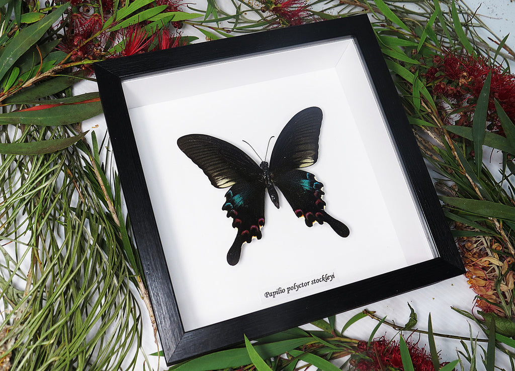  Papilio polyctor stockleyi