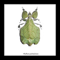 leaf insect bug taxidermy interiors Phyllium pulchrifolium bitsandbugs