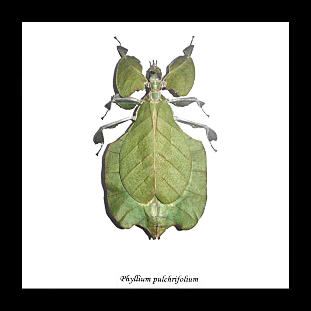leaf insect bug taxidermy interiors Phyllium pulchrifolium bitsandbugs