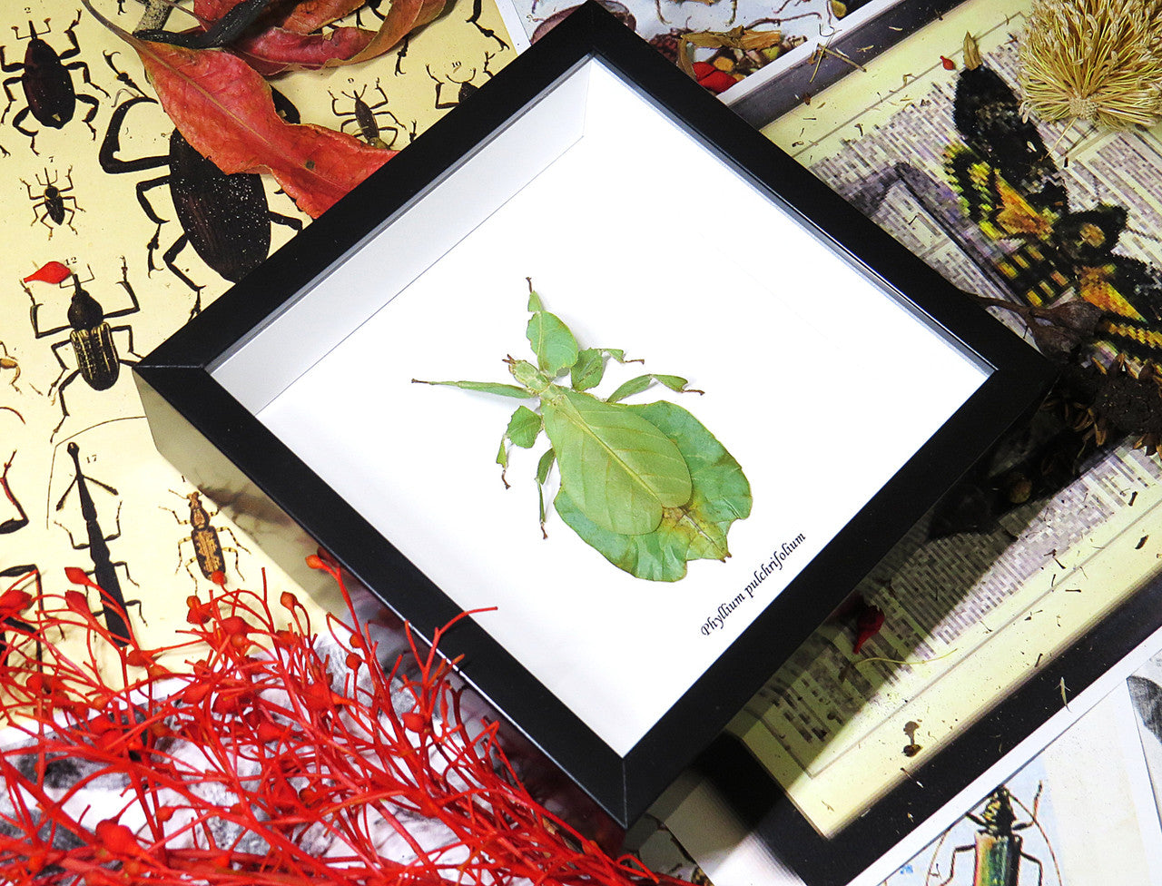 leaf insect bug taxidermy interiors Phyllium pulchrifolium bitsandbugs