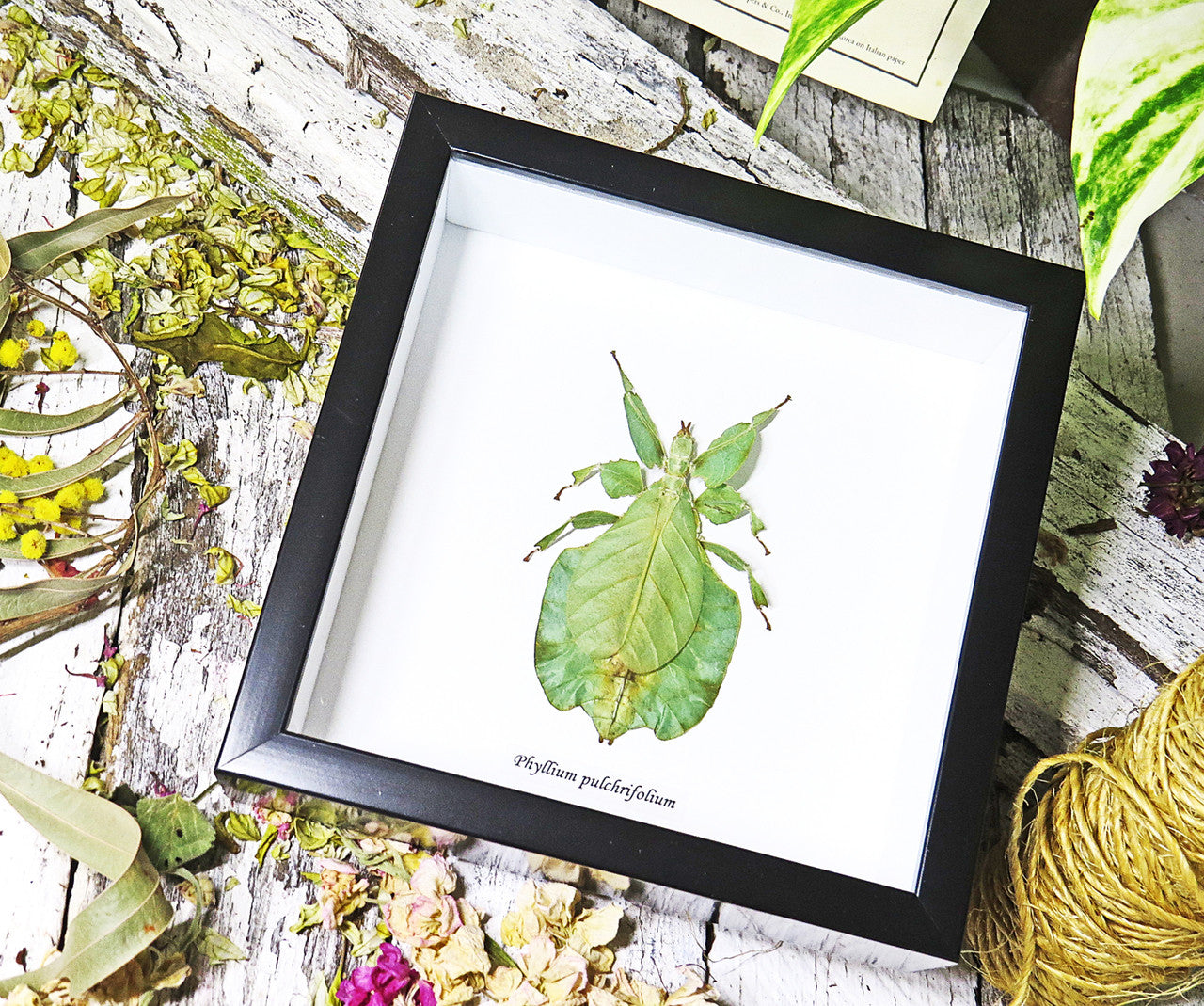 leaf insect bug taxidermy interiors Phyllium pulchrifolium bitsandbugs