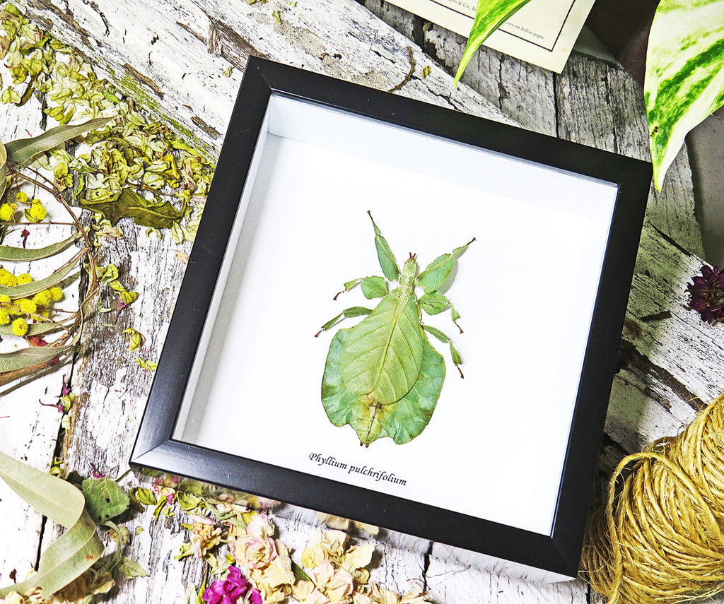 leaf insect bug taxidermy interiors Phyllium pulchrifolium bitsandbugs