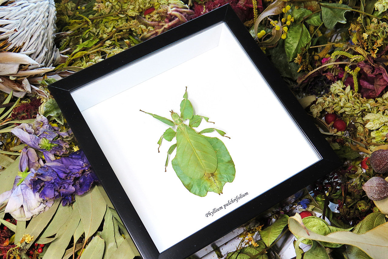 leaf insect bug taxidermy interiors Phyllium pulchrifolium bitsandbugs