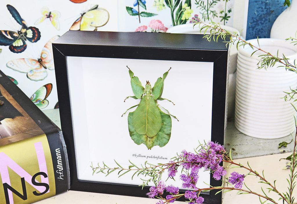 leaf insect bug taxidermy interiors Phyllium pulchrifolium bitsandbugs