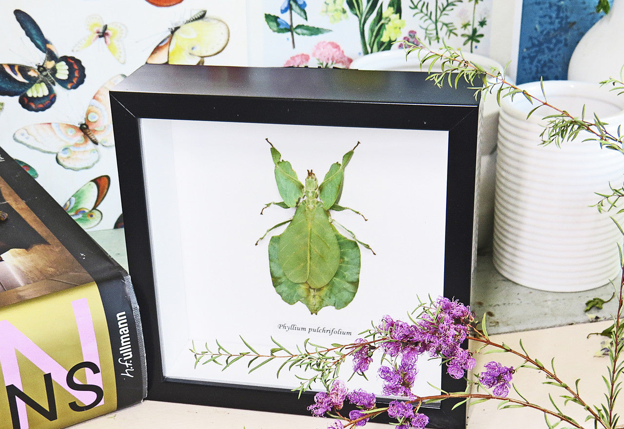 leaf insect bug taxidermy interiors Phyllium pulchrifolium bitsandbugs