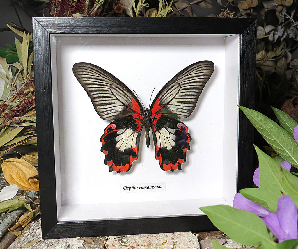Papilio rumanzovia female