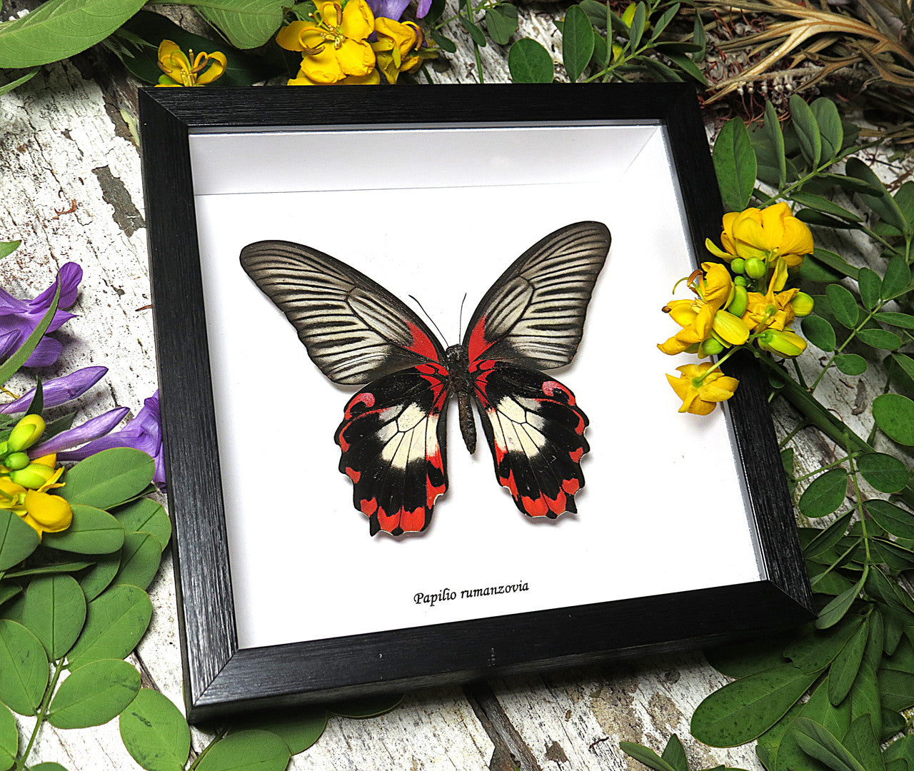 Papilio rumanzovia female