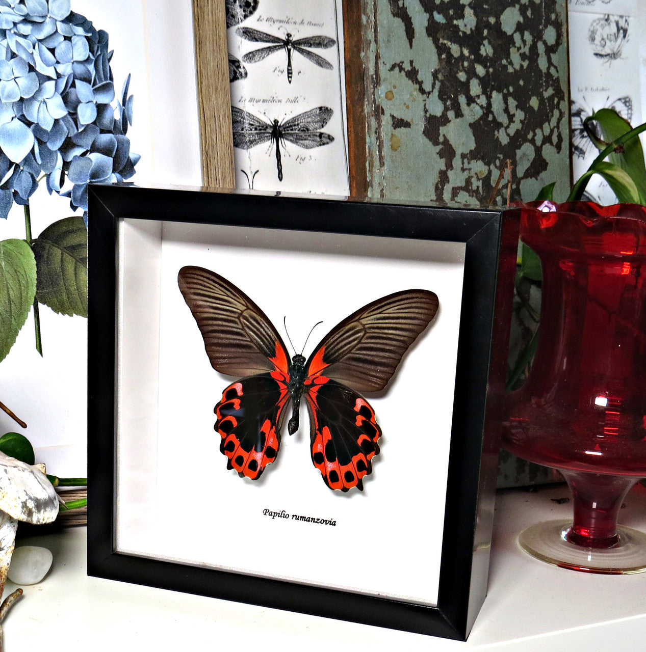 Papilio rumanzovia Male