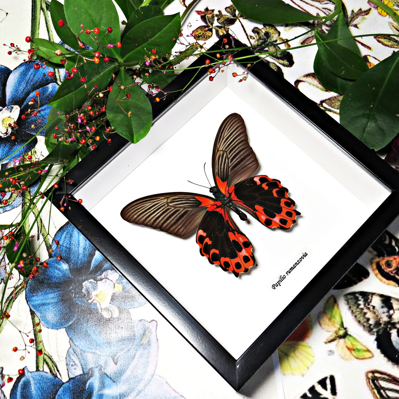 Papilio rumanzovia Bits & Bugs