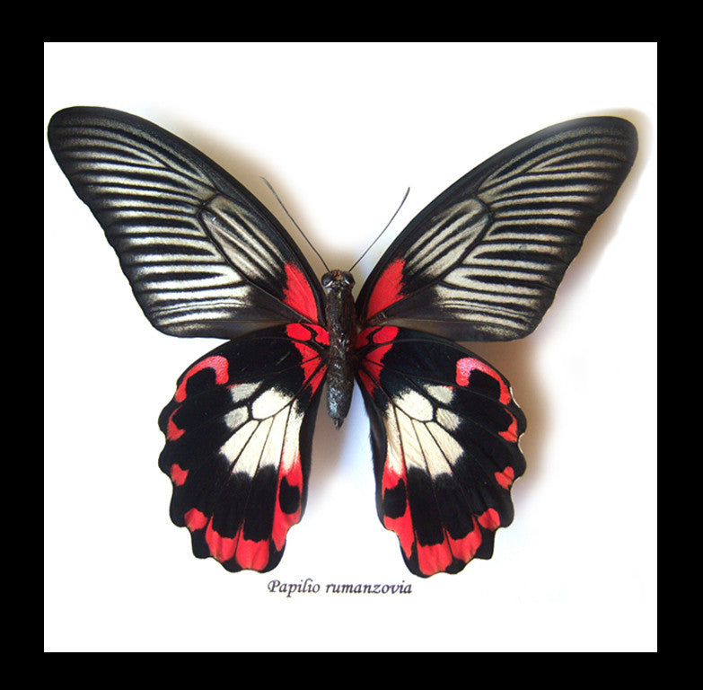 Papilio rumanzovia female