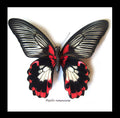 Papilio rumanzovia female